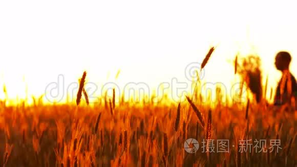 一对爱在夕阳下的小麦视频