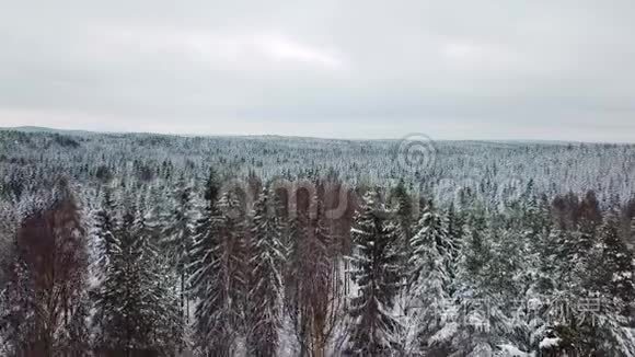 寒冬大森林上空的慢镜头视频