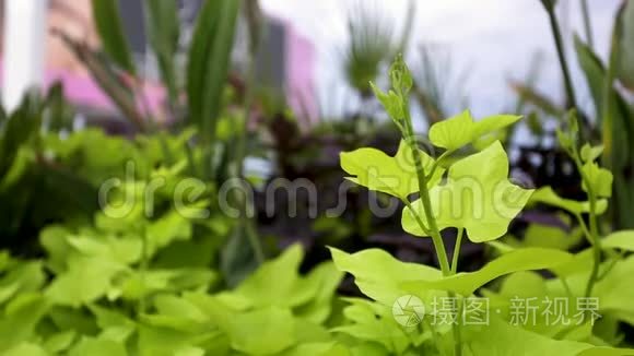 浅田深叶背景的绿色植物视频