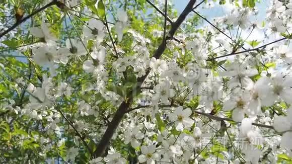 美丽绽放的樱花树.. 开花背景。 晴天