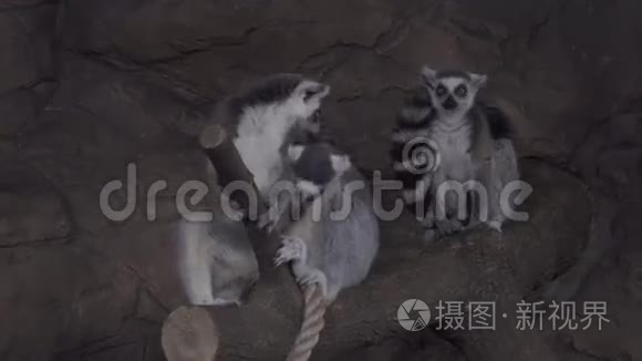 环尾狐猴在树枝上的录像视频