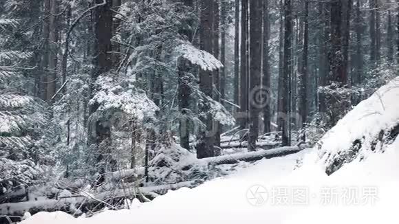 在降雪中移动过去的森林小径视频