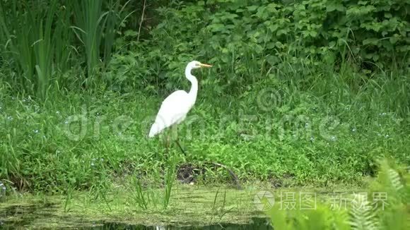 大白鹭漫步池塘海岸视频