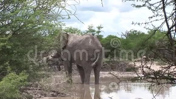 非洲博茨瓦纳大草原上喝野象视频