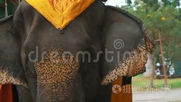 一头大象在骑游客视频
