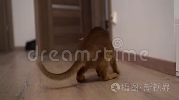 阿比西尼亚猫在房间里的地板上玩耍