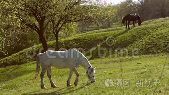 田野、风景中的马