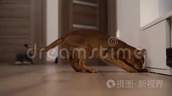 阿比西尼亚猫在房间里的地板上玩耍