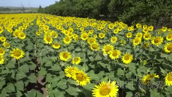 在城市附近的一个村庄，路旁的田野上生长着葵花