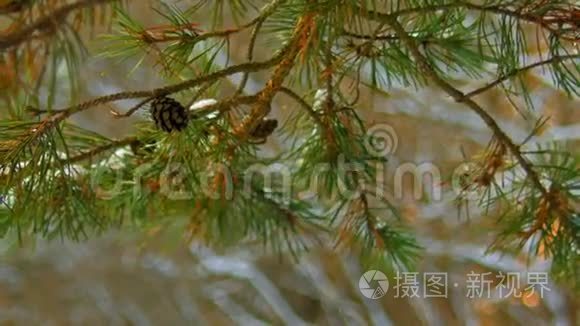 冬林下雪的松枝视频