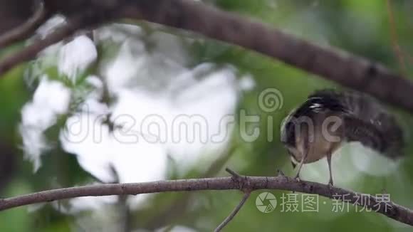 马来西亚花斑扇尾鸟幼鸟视频