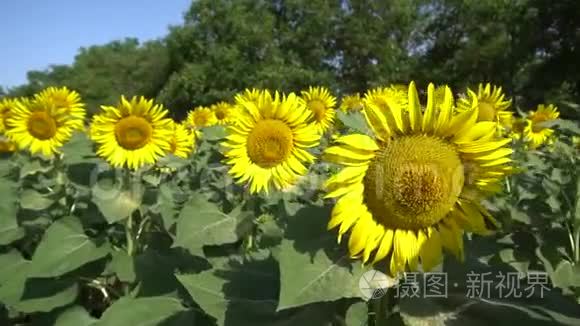 在城市附近的一个村庄，路旁的田野上生长着葵花