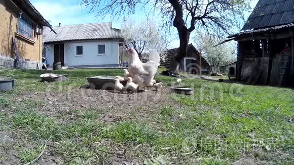 家养小鸡的鸡视频