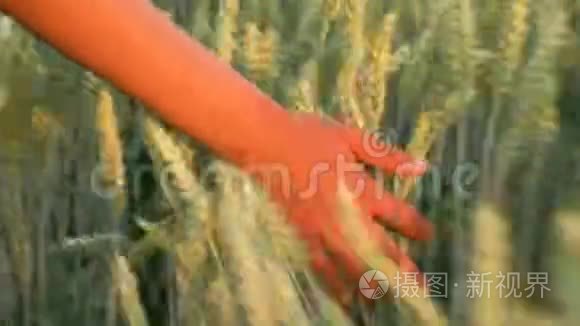 年轻的成年女性女孩子在日落或日出时用手触摸大麦的顶端