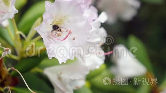 杜鹃花花序的白色紫色花
