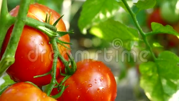 有机番茄有滴水在我的花园倾斜视频的预览图