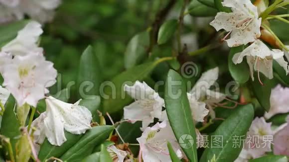 杜鹃花花序的白色紫色花