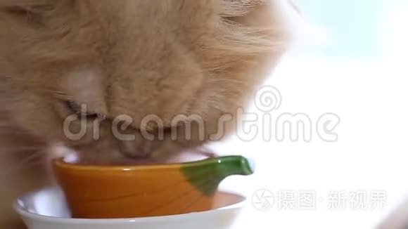 猫的饮用水视频