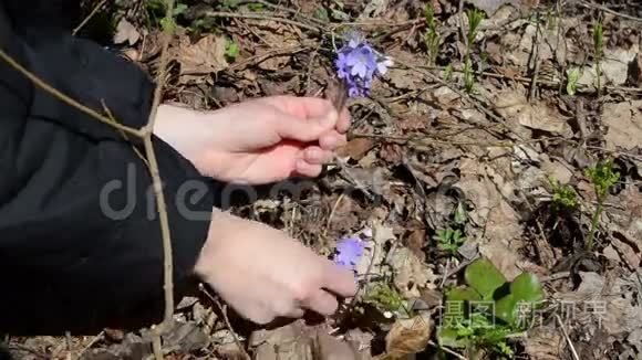女孩在枯叶间摘小紫罗兰花视频