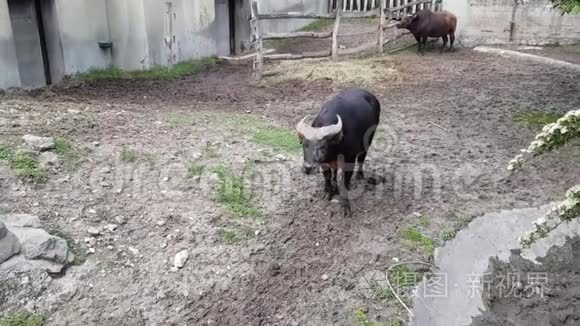 布达佩斯动物园男女森林水牛视频