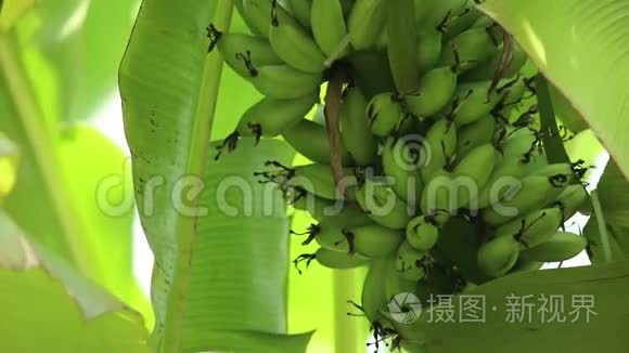 香蕉树在自然光下视频