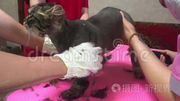 兽医专家与剪发剃毛猫毛皮. 过长的头发会成为宠物健康生活的问题