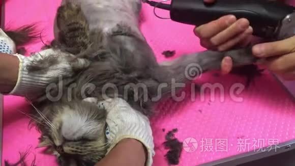 有剪发器的兽医给猫刮毛. 过长的头发会成为宠物健康生活的问题