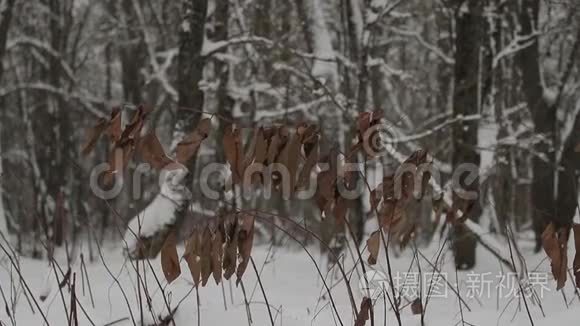 冬天树枝上干的棕色大叶子视频