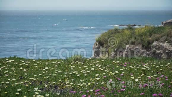 Pismo海滩附近前景的非洲中胚菊花