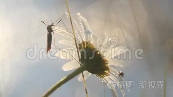 早上用水滴在洋甘菊上的大蚊子和小虫子