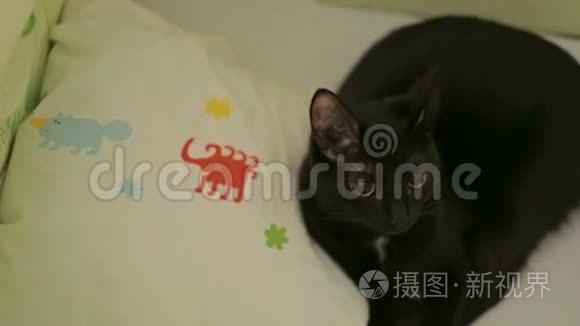 黑猫躺在床上眨眼睛视频