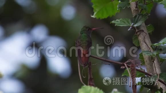 一只拖尾的蜂鸟视频