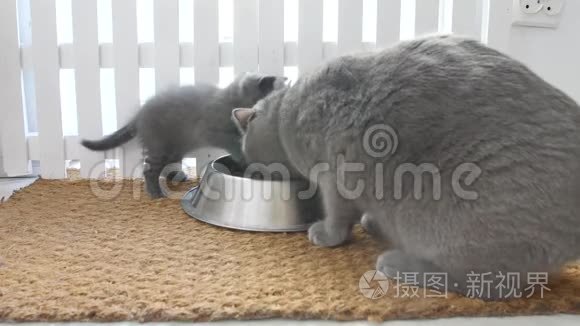 猫和猫妈妈一起吃宠物食品视频