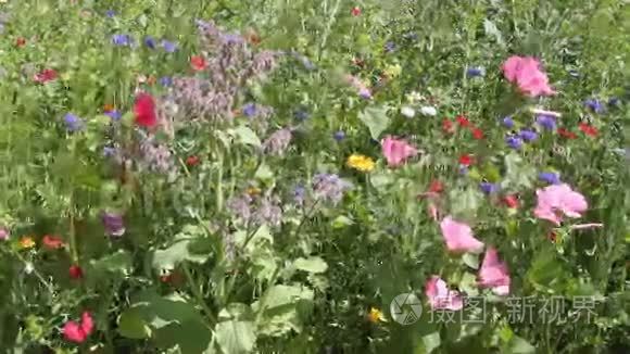 野花草甸视频