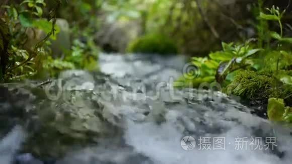 小溪在森林里流淌