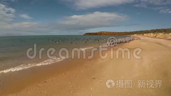 海岸线和海滩上的鸟海视频