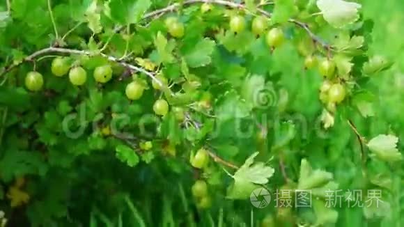 夏天的鹅莓灌木视频