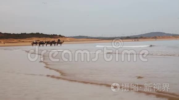 摩洛哥Essaouira镇附近大西洋海滩上的骆驼