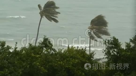 自然灾害飓风期间的海滨景观。 强烈的旋风吹拂椰子树。 热带风暴