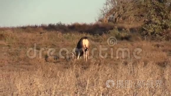 鹿鹿牧鹿喂养视频