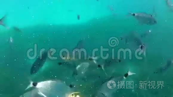 吃鱼的狂热在水下视频