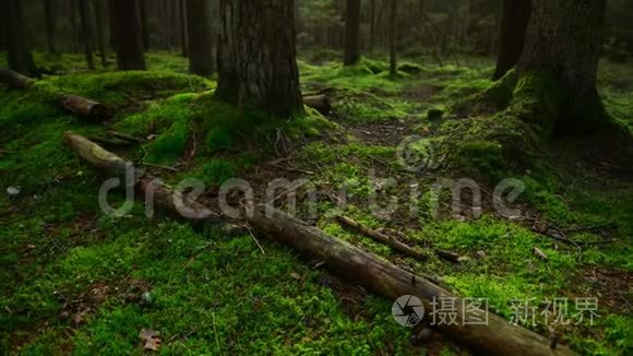 松林地面覆盖着一层浓密的苔藓视频