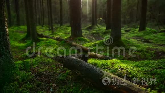 松林地面覆盖着一层浓密的苔藓视频