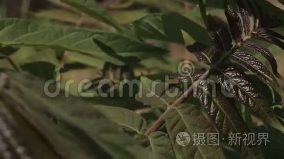 夏季大规模拍摄草原花草叶视频