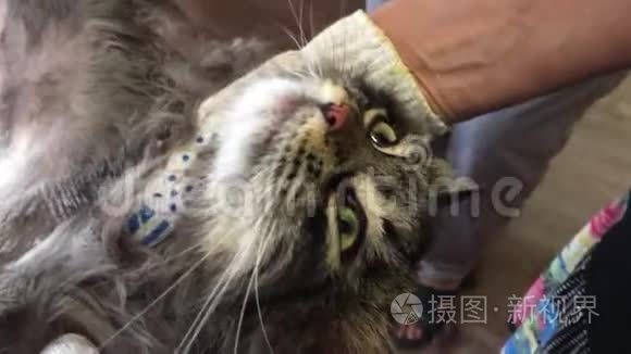 兽医专家与剪发剃毛猫毛皮. 过长的头发会成为宠物健康生活的问题