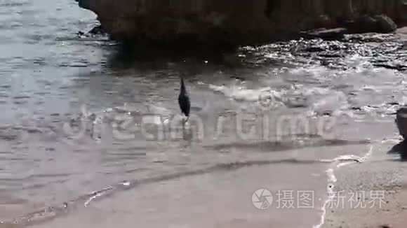 海鸟在岸边钓鱼视频