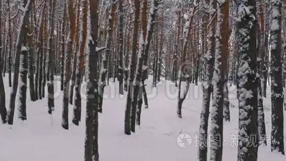 飞越冬松林.. 松间野冬林中的雪道