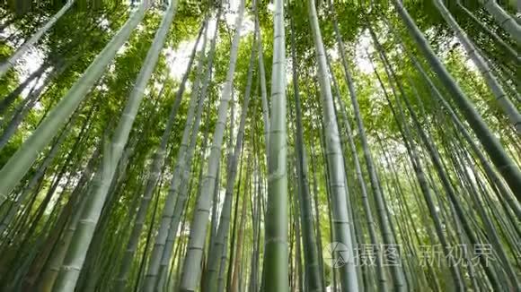 日本京都山竹林倾斜观景视频