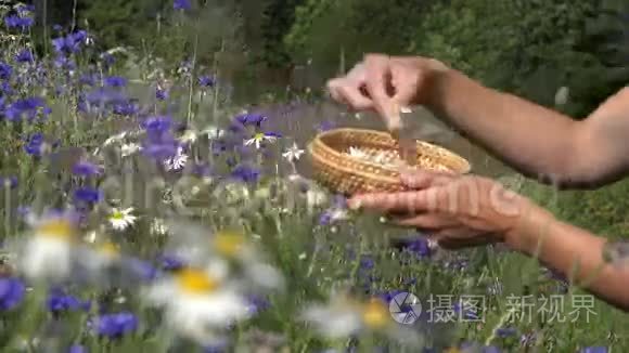 草药师手在夏田的矢车菊之间采摘雏菊。 4K