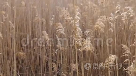 风中的湿地甘蔗视频